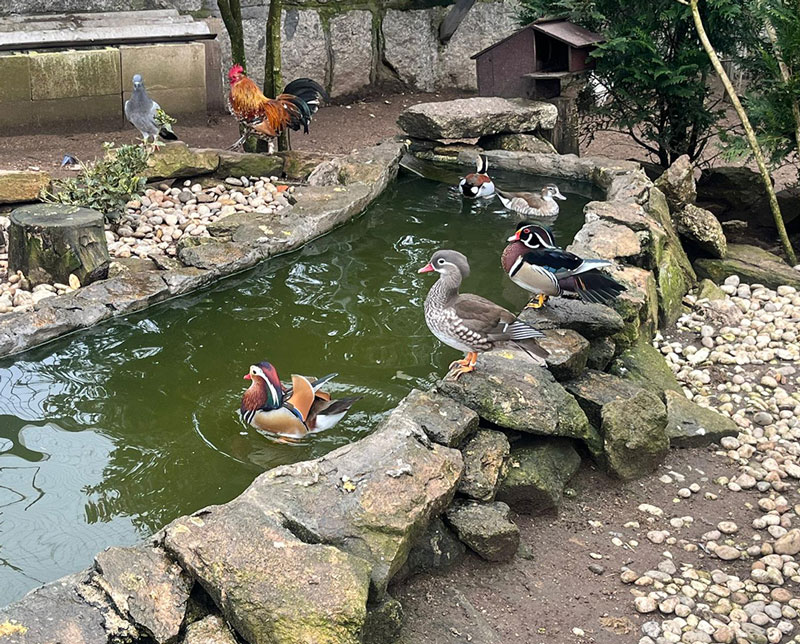 Estanque con patos y aves en el recinto de Bar Casa Samuel