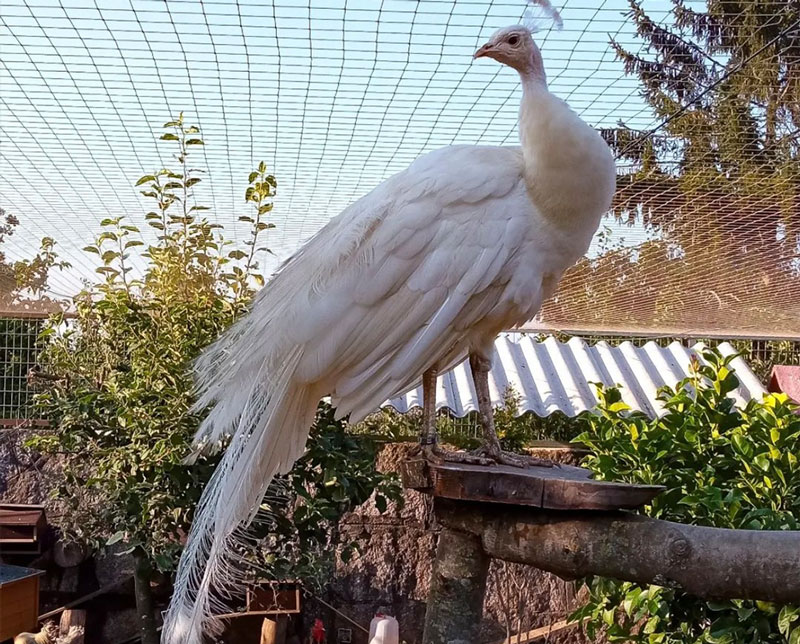 Pavo real blanco real en el jardín del restaurante Casa Samuel