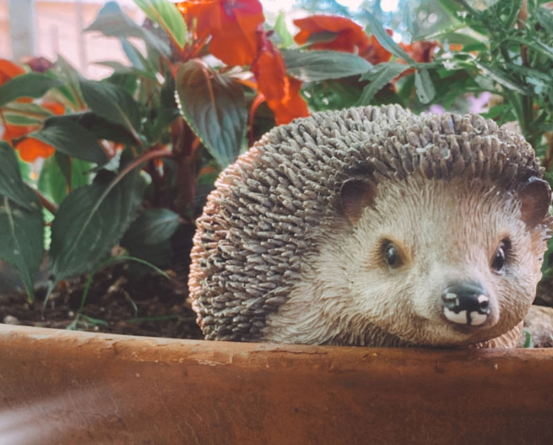 Erizo en el jardín del restaurante, fauna local en Meis
