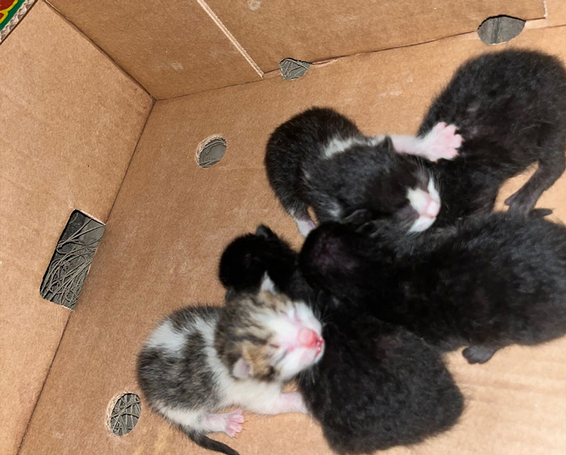 Gatitos recién nacidos en las instalaciones de Casa Samuel