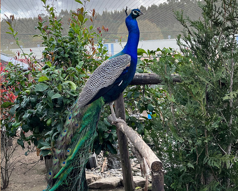 Pavo real en el jardín del Bar Casa Samuel, entorno natural