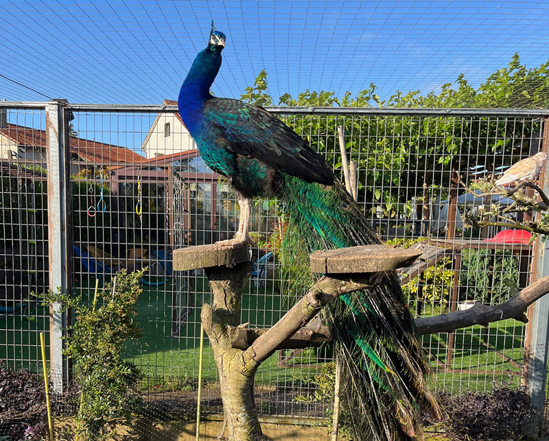 Pavo real azul posado en el jardín exterior del restaurante